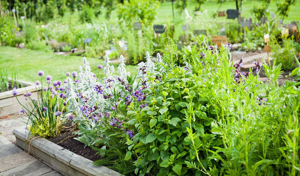 Help Your Herb Garden Thrive - Rocky Knoll Farm