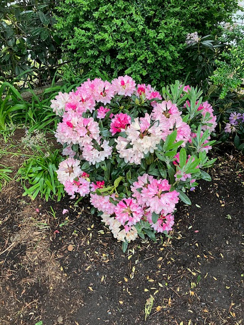 rhododendron pink princess Yaku Princess