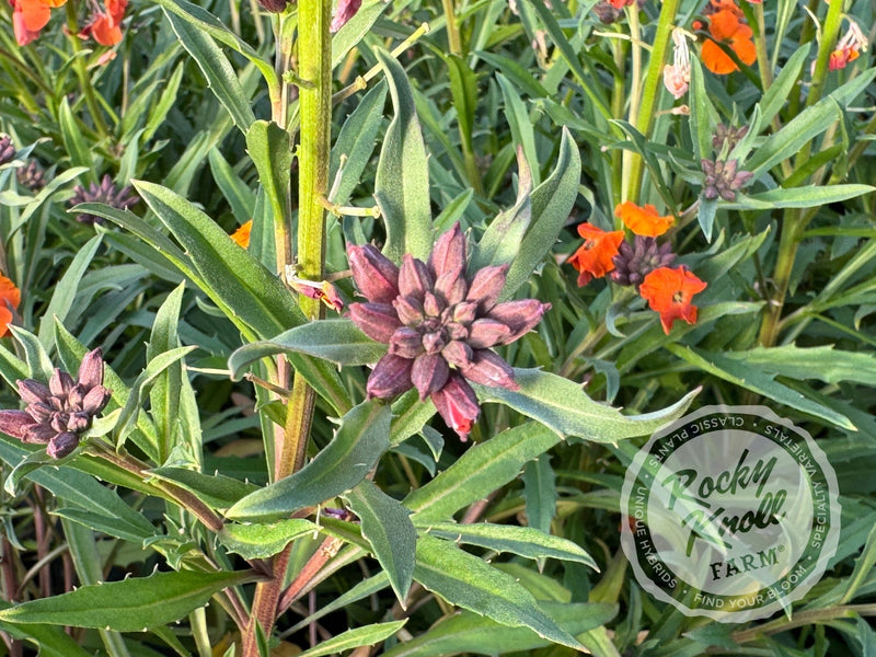Erysimum 'Apricot Twist' (Wallflower) plant from Rocky Knoll Farm