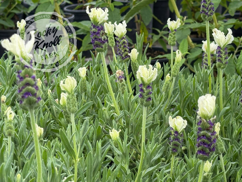 Anouk White Lavender - Lavendula stoechas plant from Rocky Knoll Farm