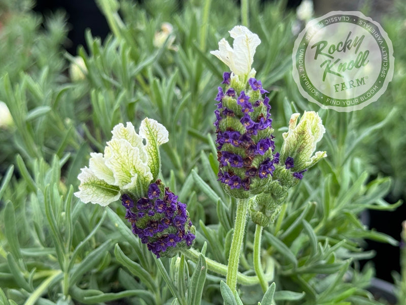 Anouk White Lavender - Lavendula stoechas plant from Rocky Knoll Farm