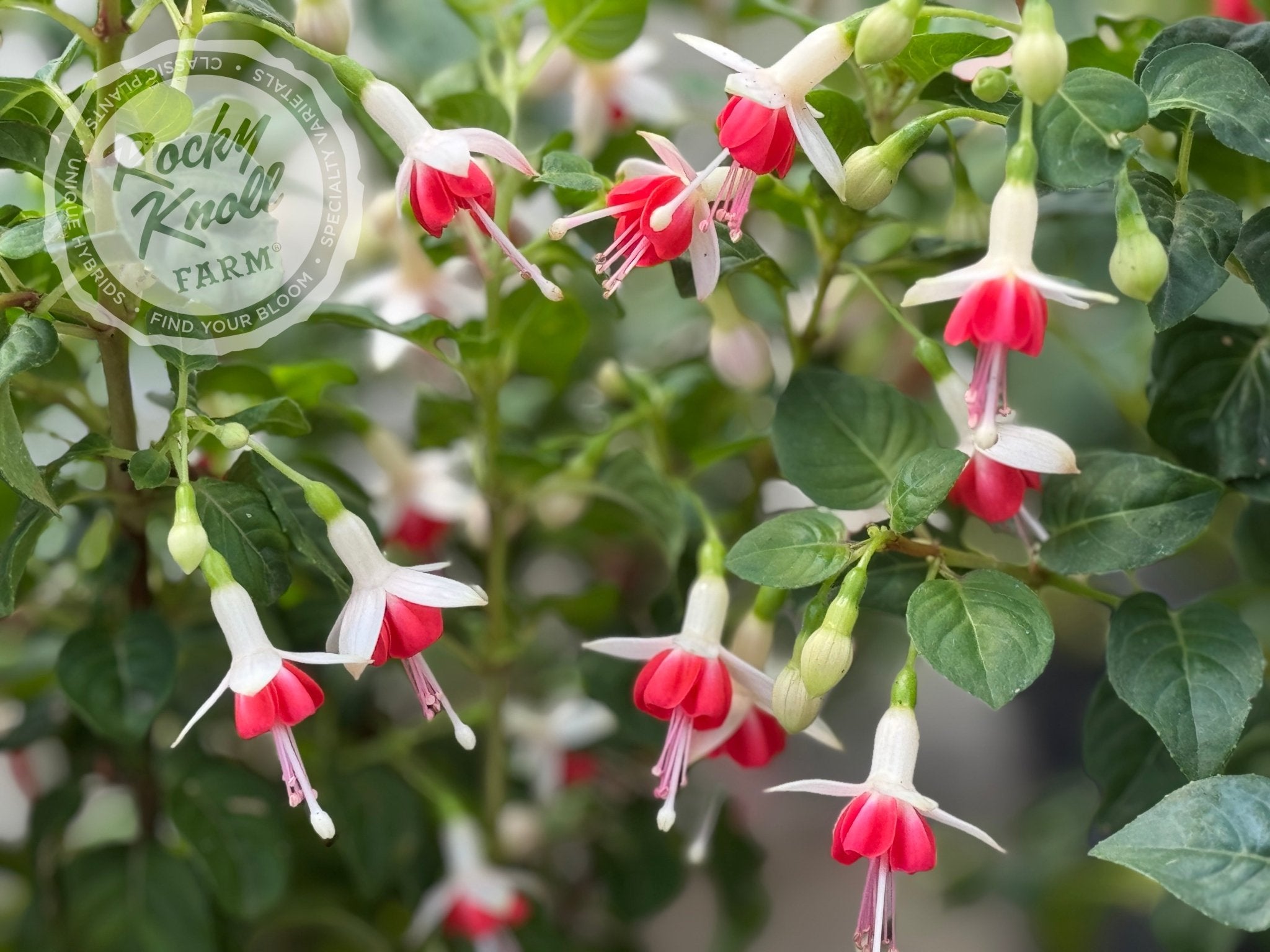 Fuchsia 'Galadriel' - Rocky Knoll Farm