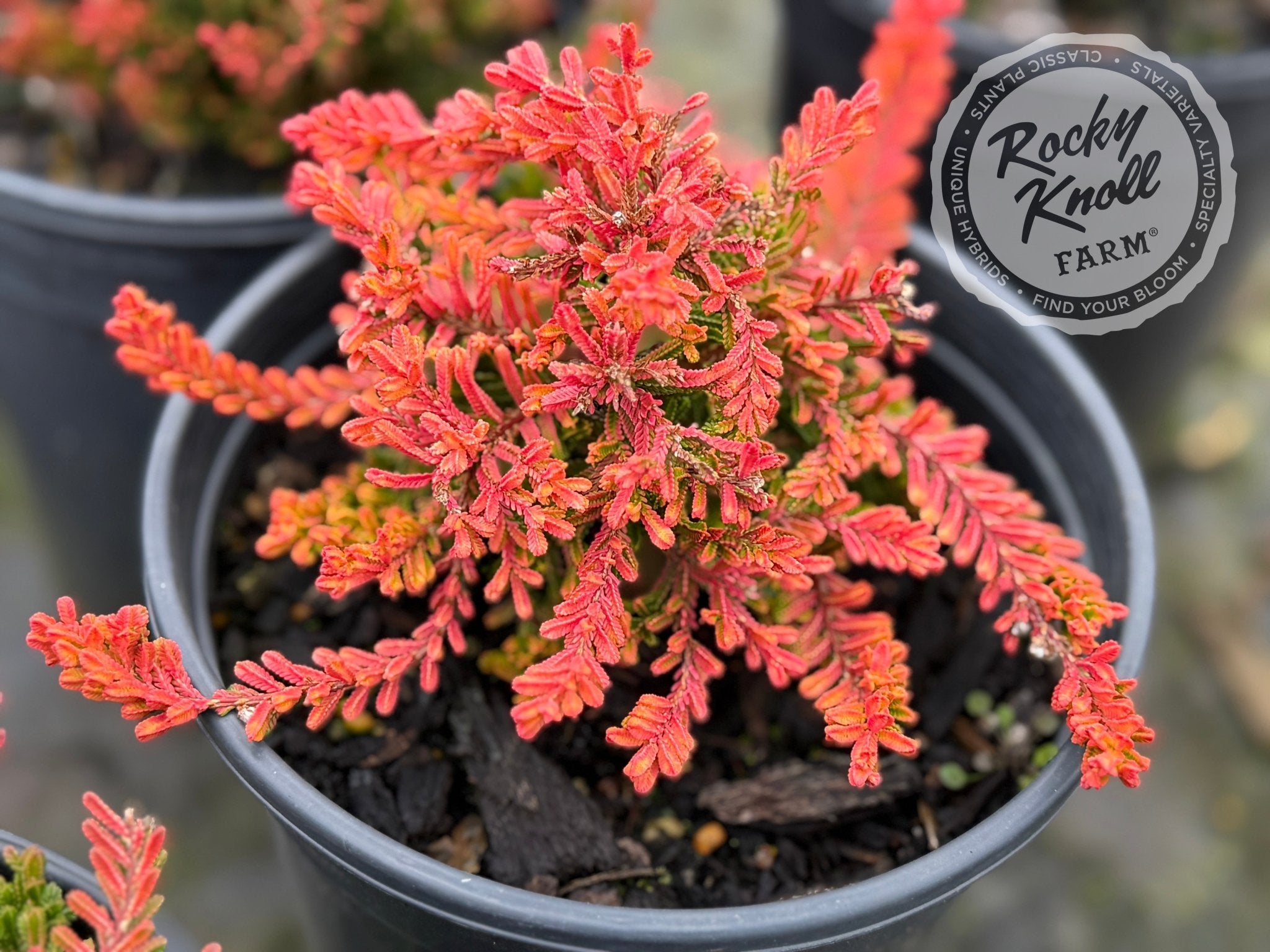 chocolate house plant Calluna Winter Chocolate Heather