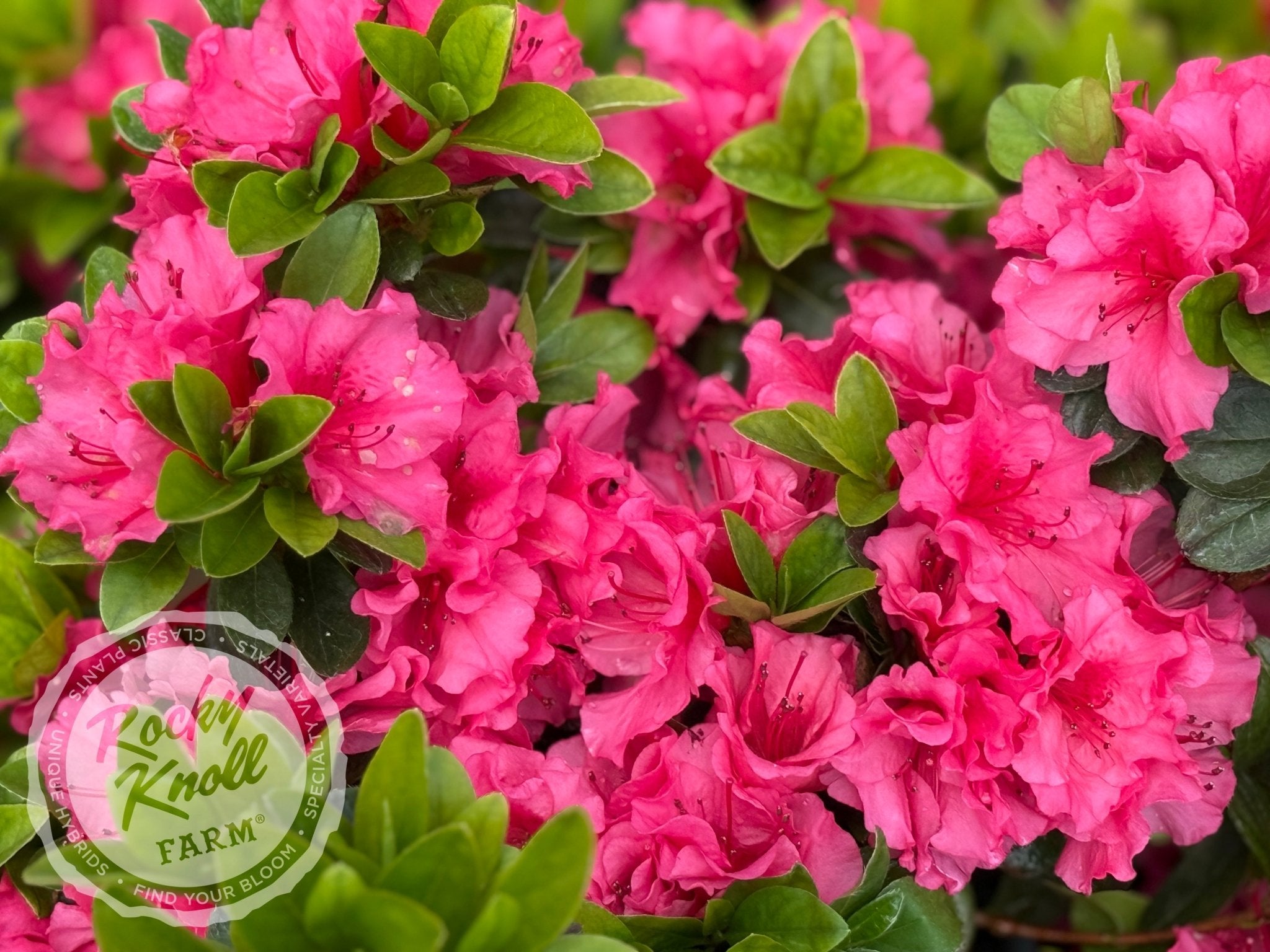 Girard's Chiara - Rocky Knoll Farm