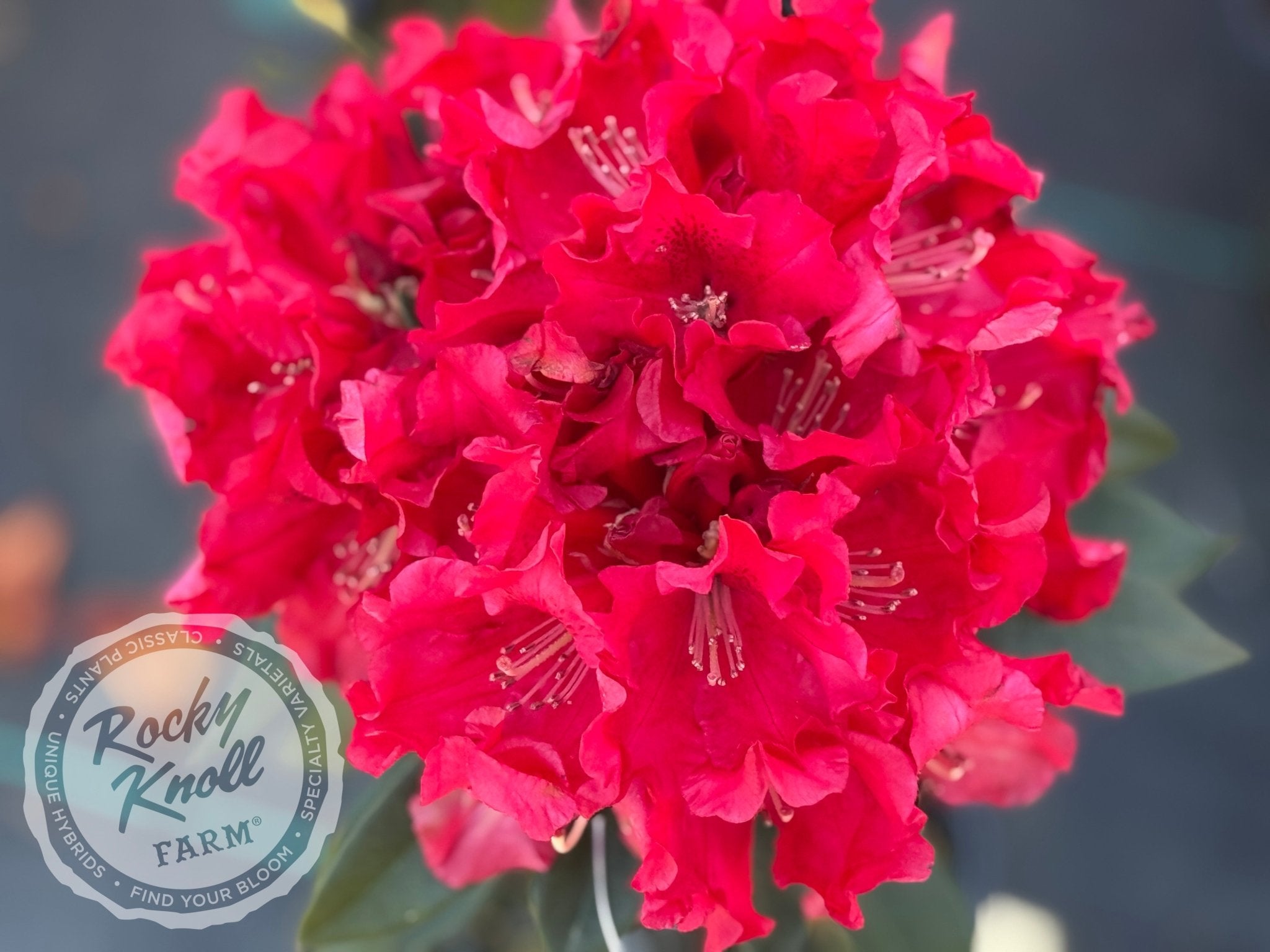 レカンフラワー レカンフラワー ブルー系 | iichi 日々の暮らしを心地よくする