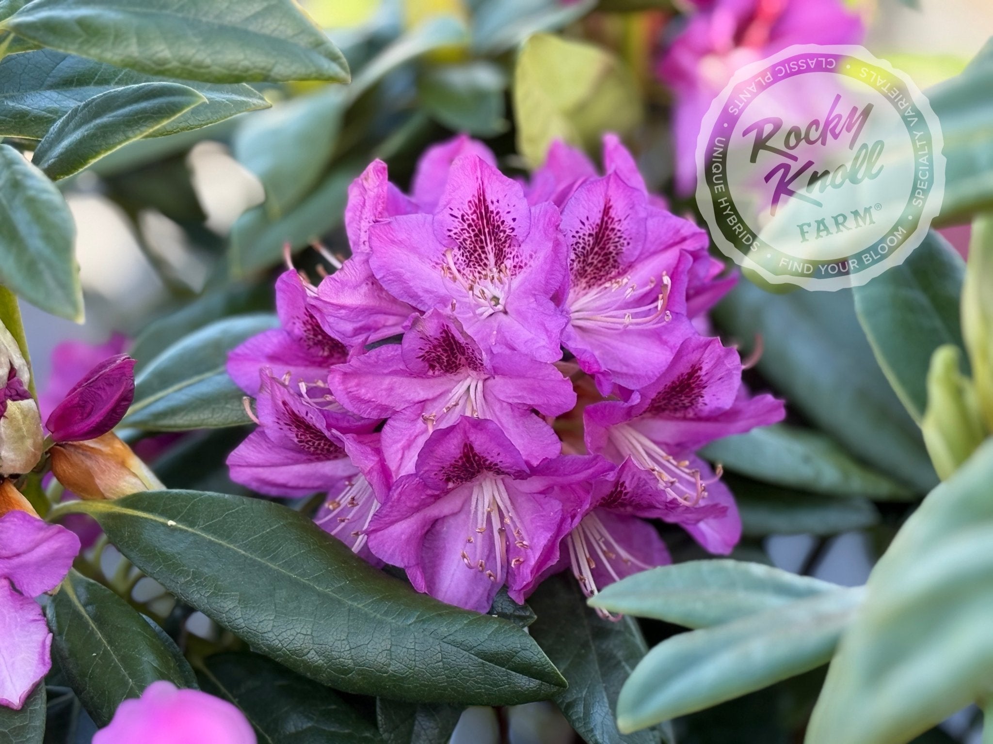 IMG_5680.jpg?v=1747237539