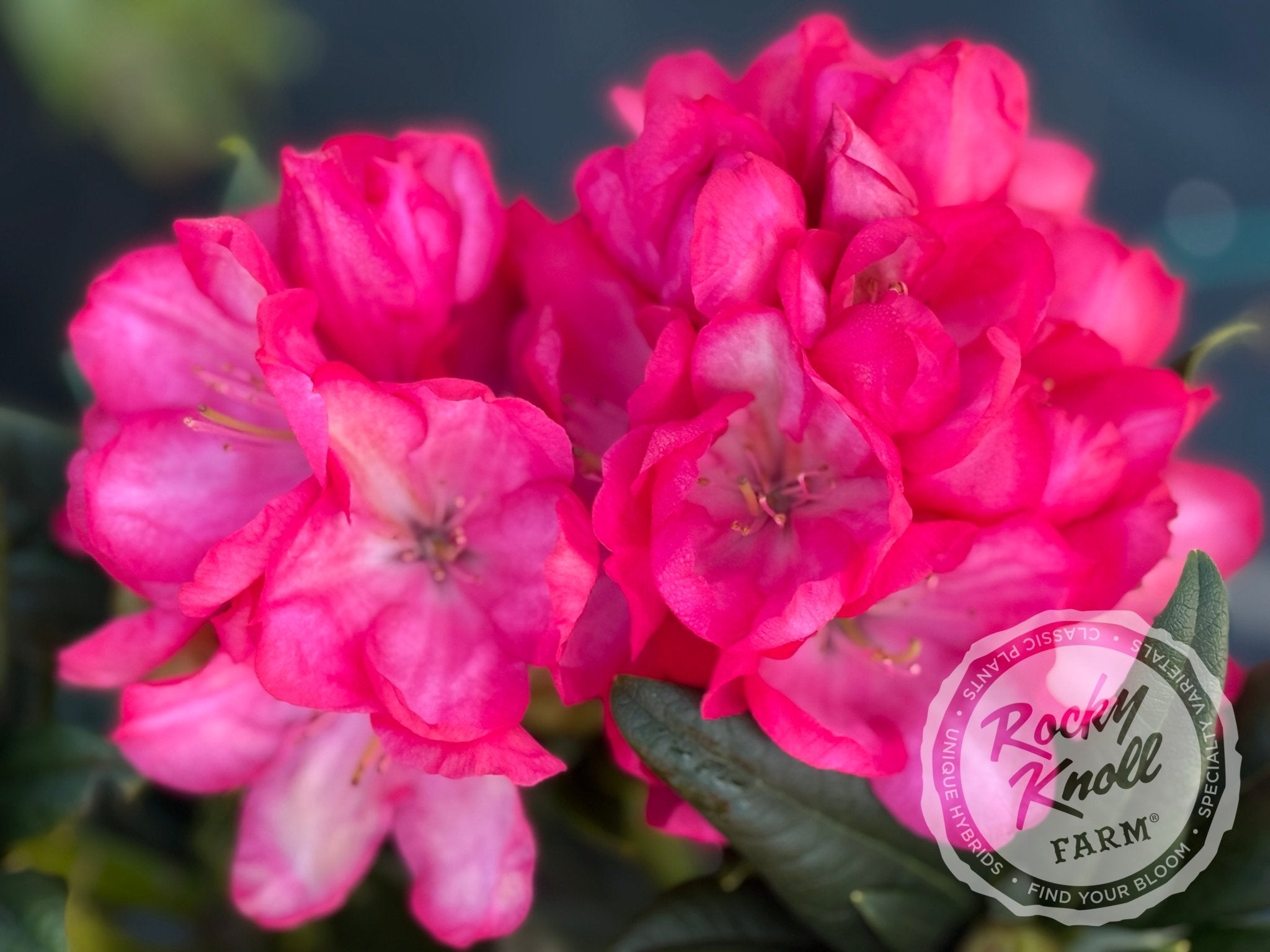 Lem's Fluorescent Pink - Rocky Knoll Farm