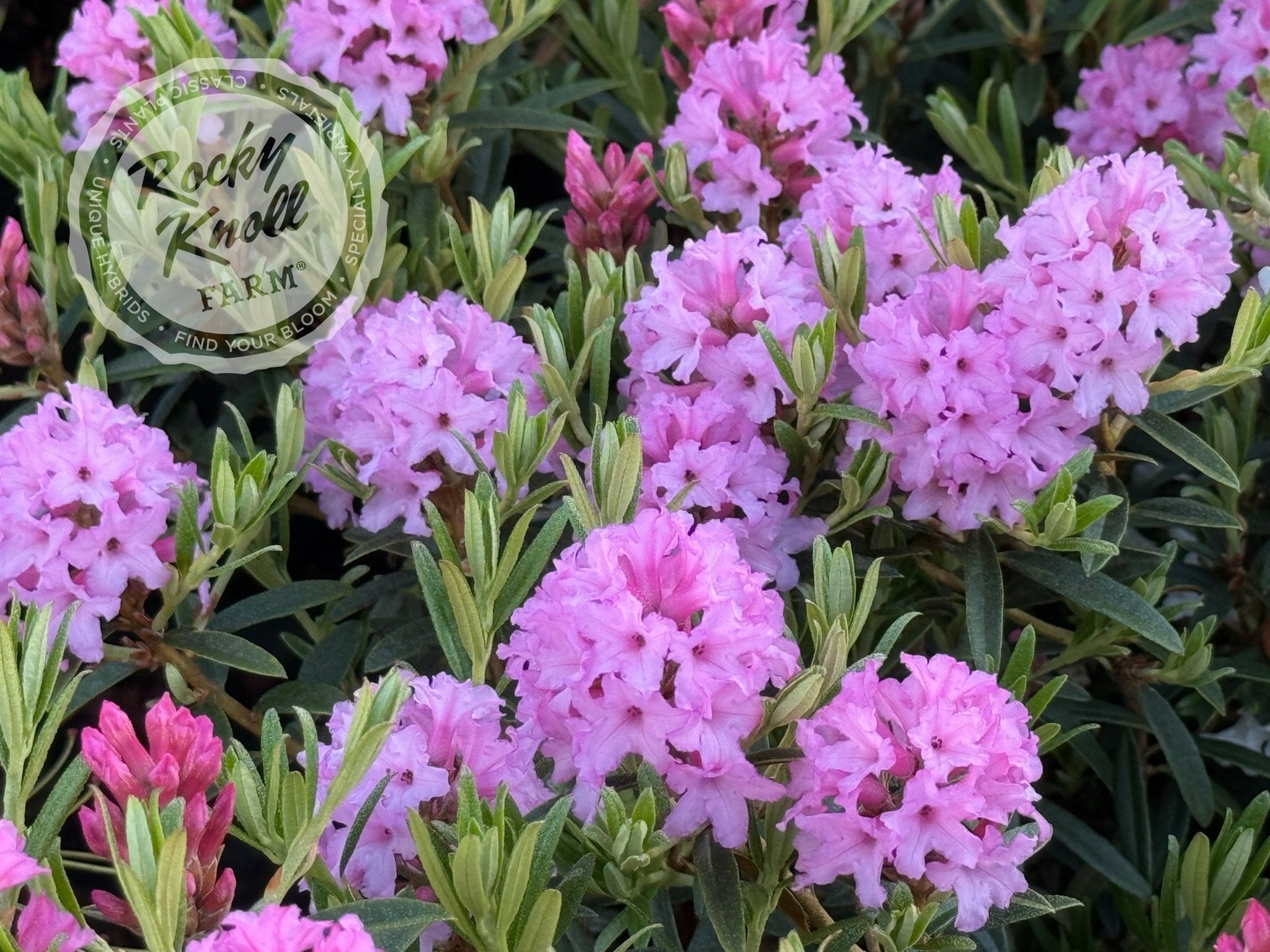 rhododendron synergon nr. 89 Nelson's Purple