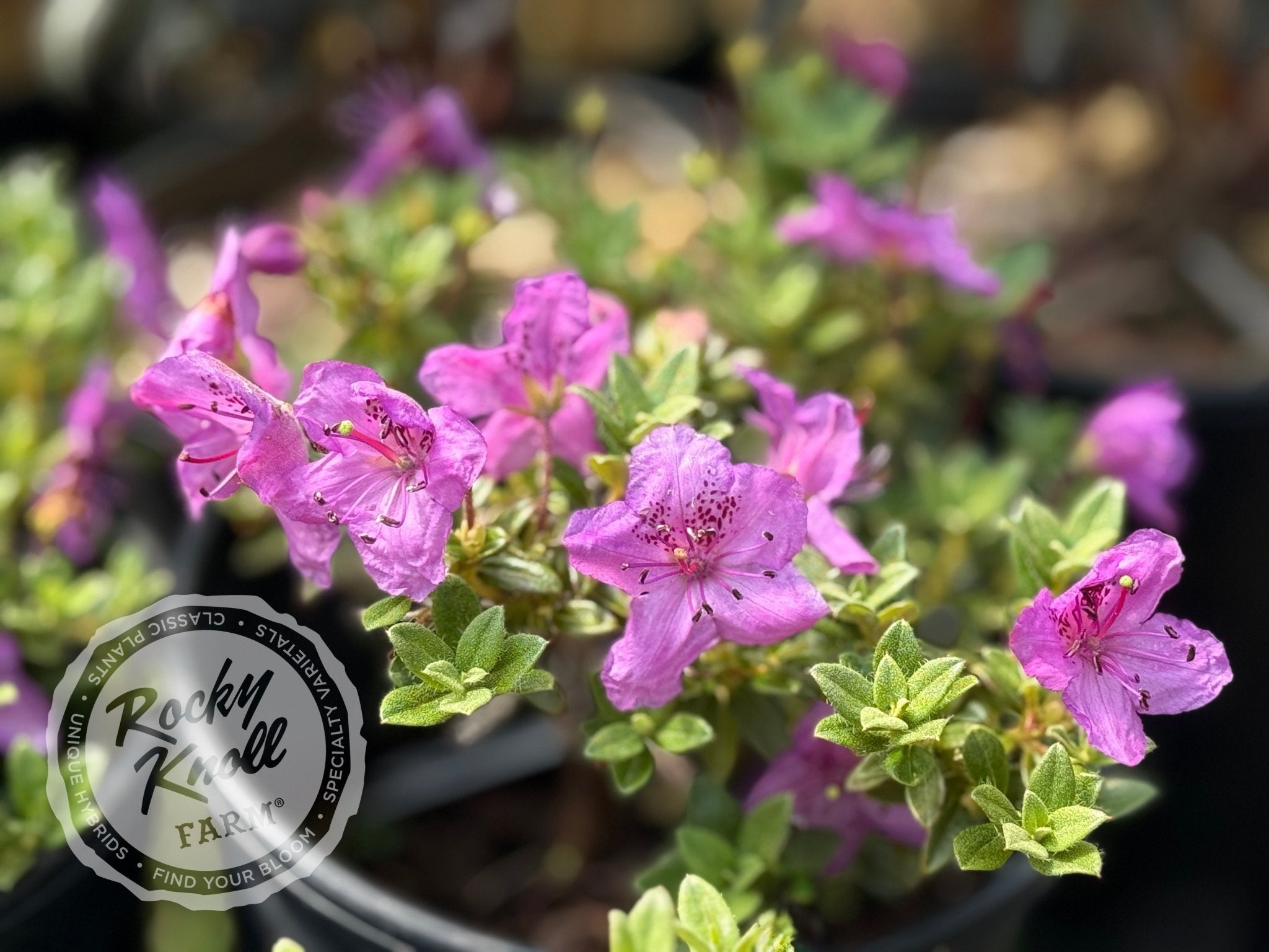 R. calostrotum subsp. keleticum