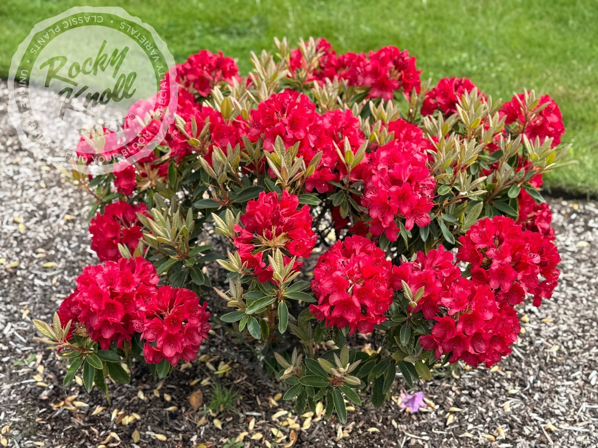 rhododendron synergon nr. 89 Martin 241
