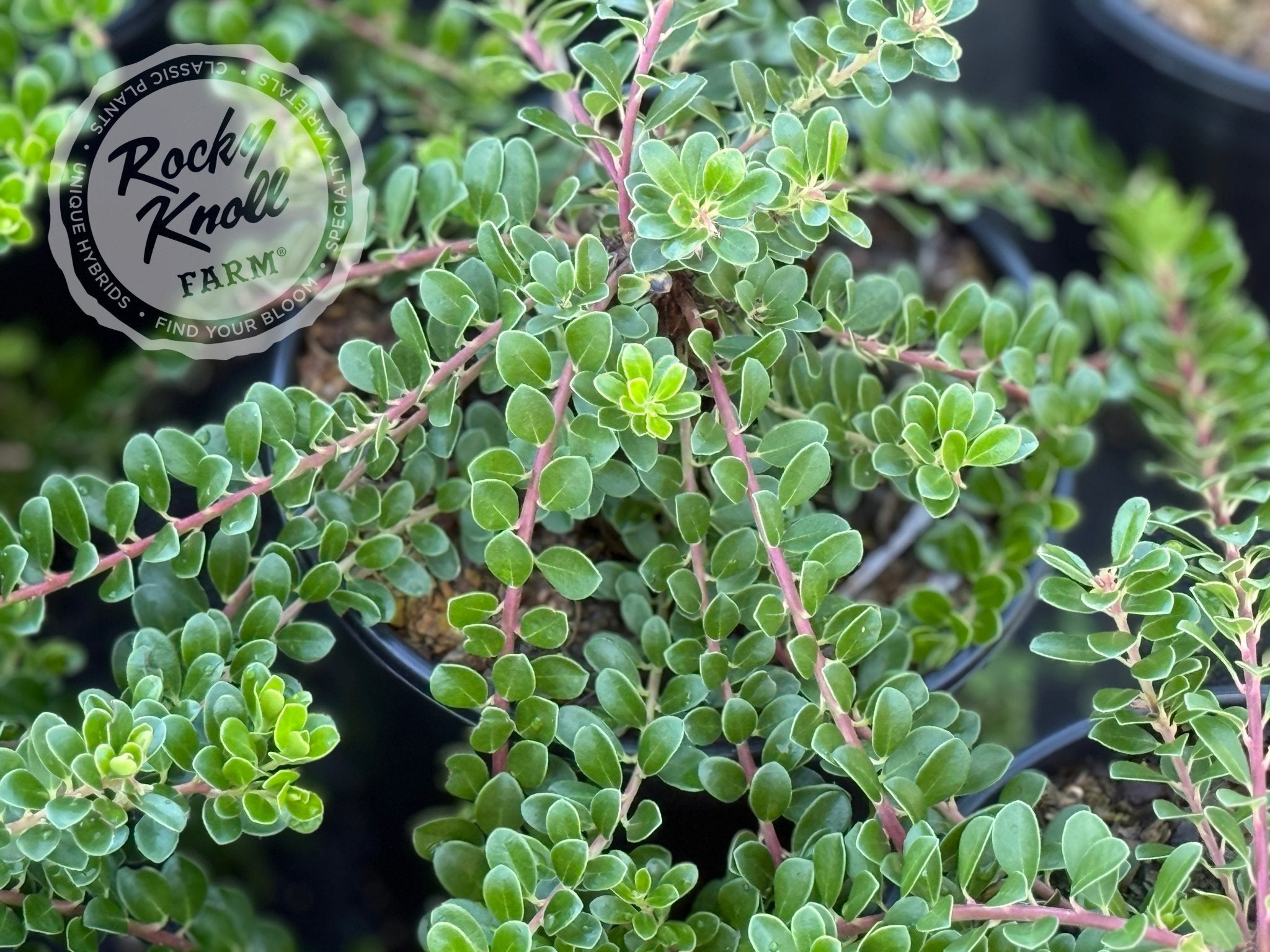 P.actius（1オス、ロシア・ウズンギル産） Arctostaphylos uva-ursi 'Wood's Compact' Kinnikinnick - Rocky