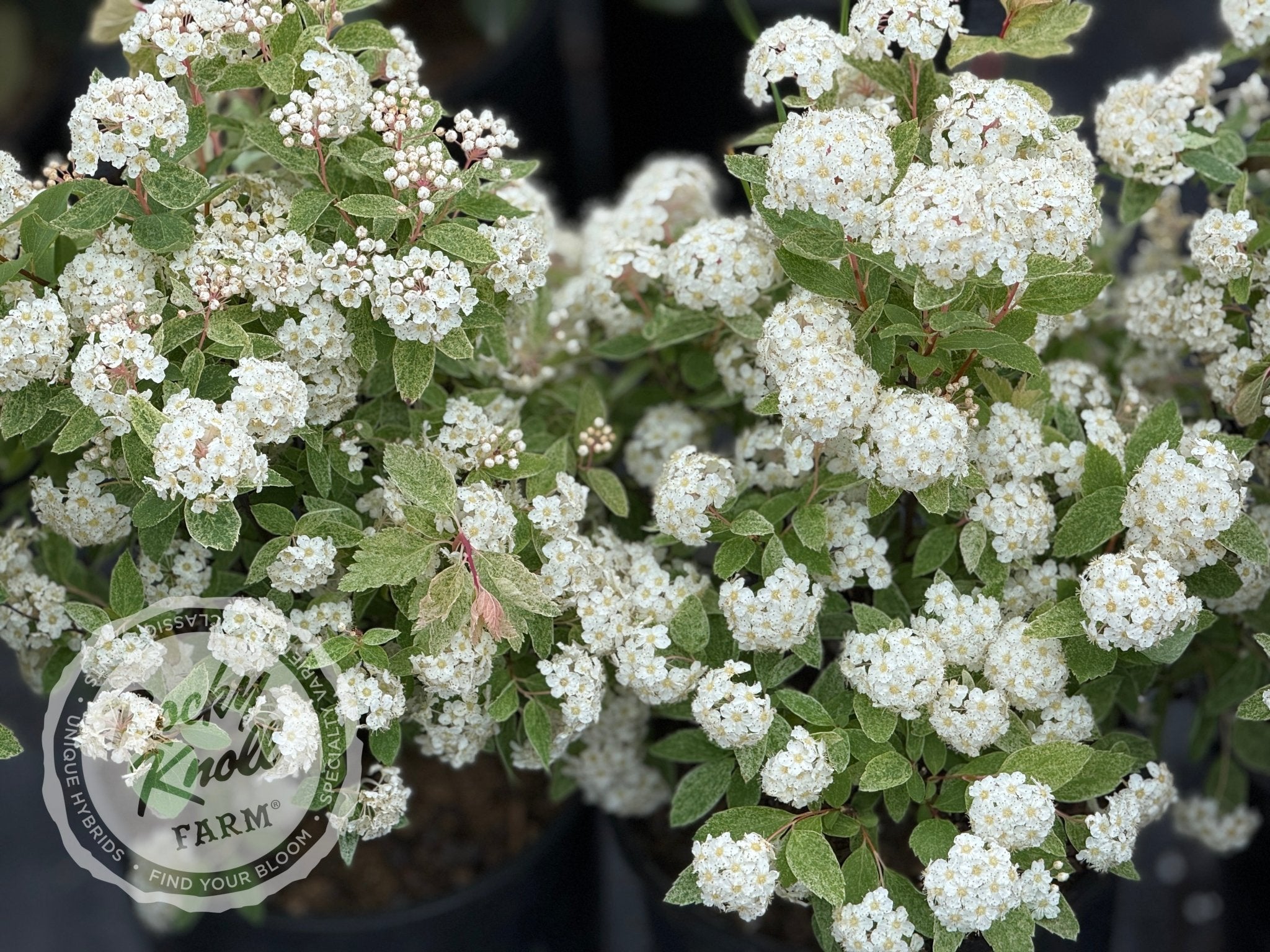 Spiraea Pink Ice - Rocky Knoll Farm