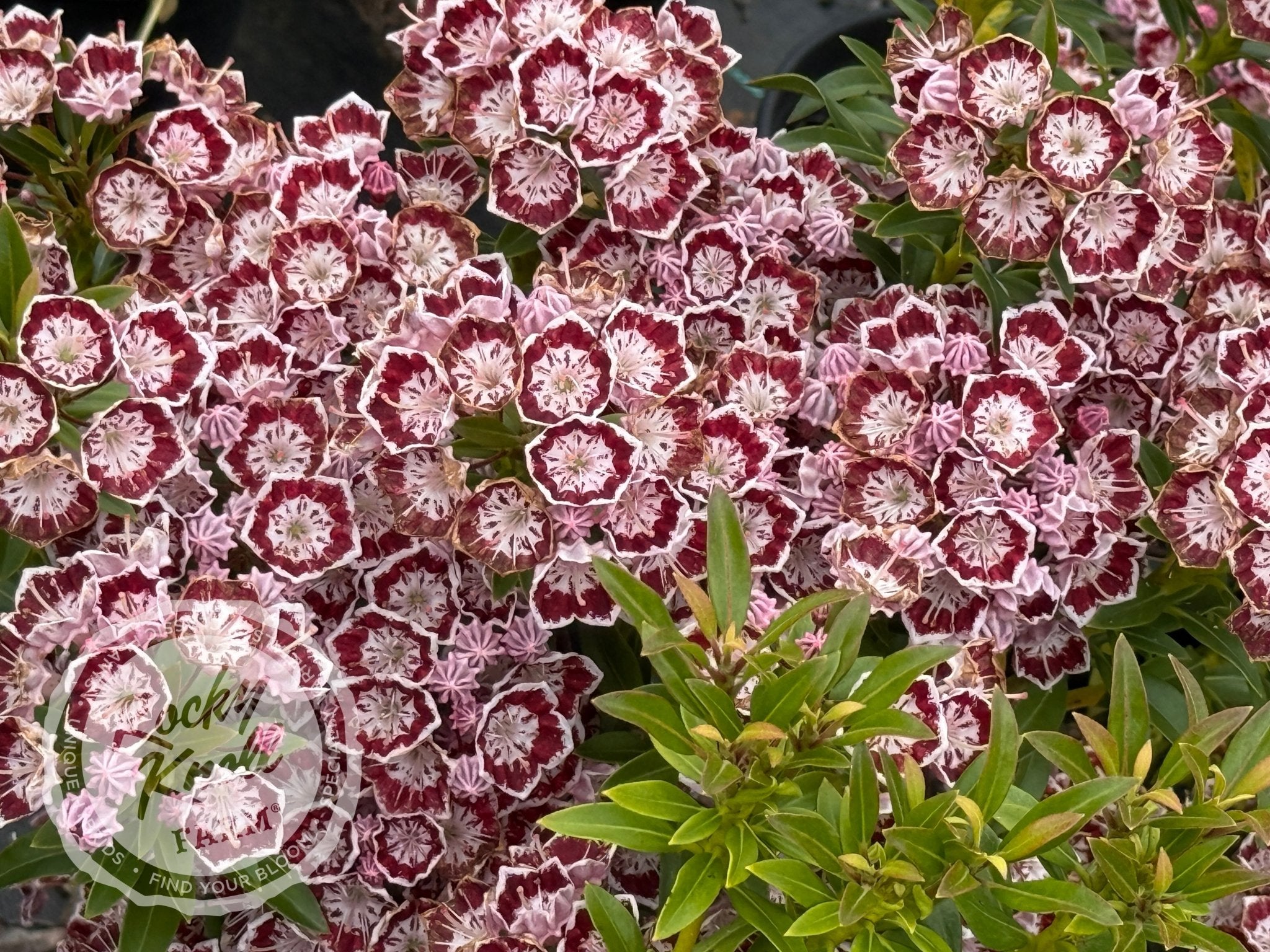 Kalmia latifolia 'Minuet' Mountain Laurel