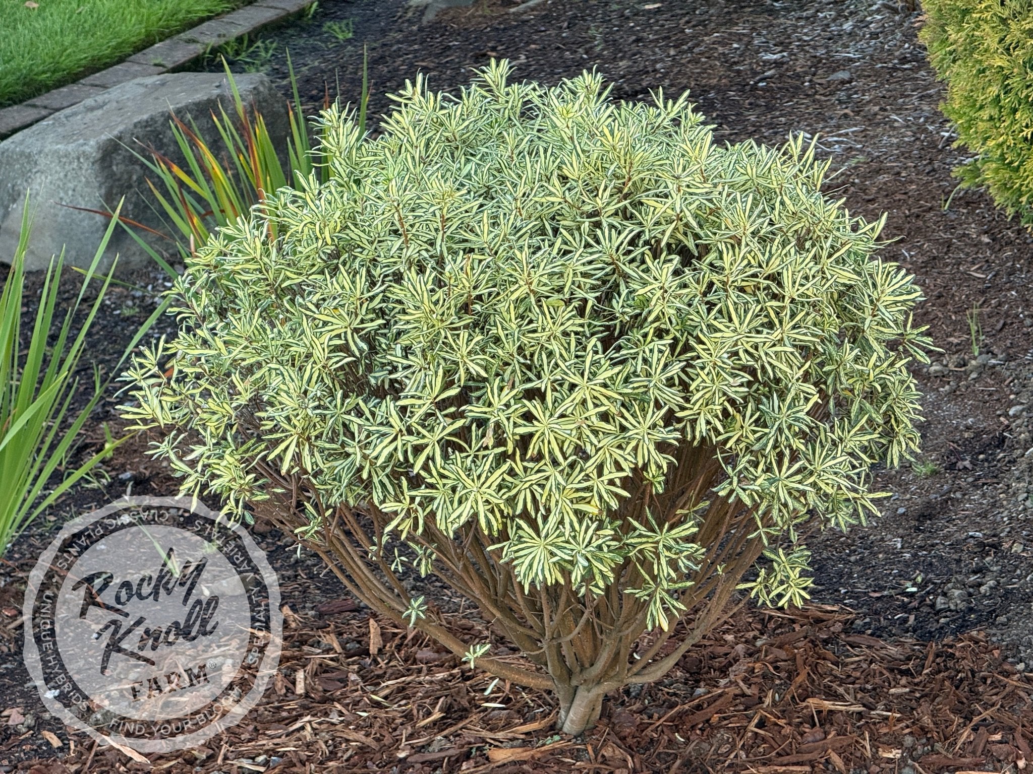 Daphne x burkwoodii 'Briggs Moonlight'