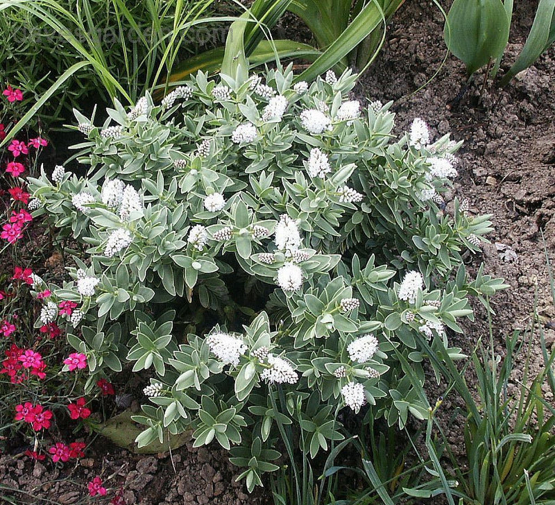 White Hebe albicans plant from Rocky Knoll Farm