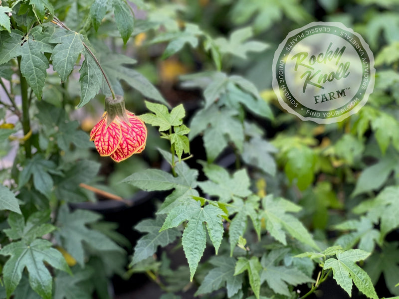 Abutilon - Tiger Eye Flowering Maple plant from Rocky Knoll Farm