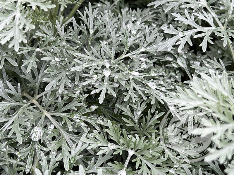 Artemisia Powis Castle plant from Rocky Knoll Farm