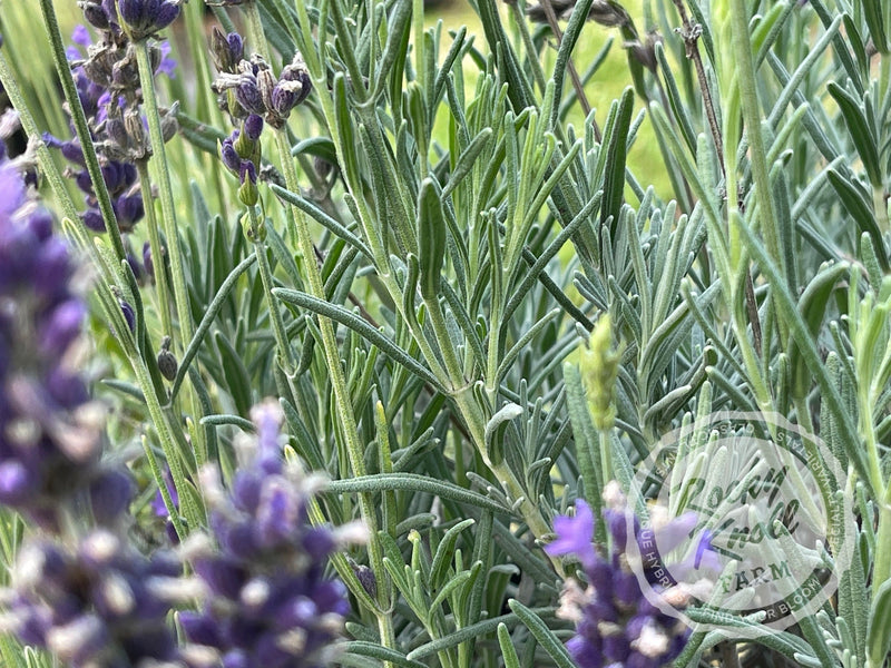 Hidcote Blue English Lavender plant from Rocky Knoll Farm