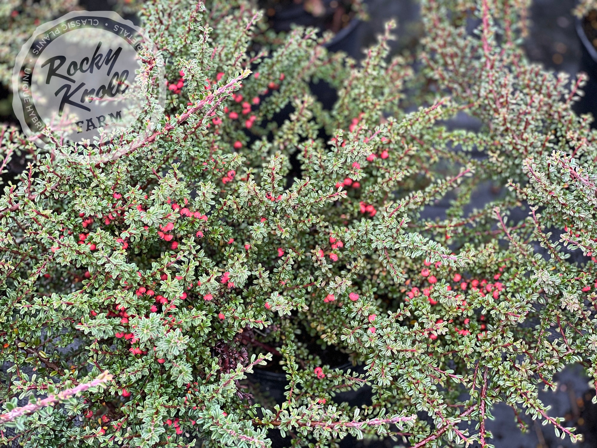 Thyme Leaf Cotoneaster Rocky Knoll Farm