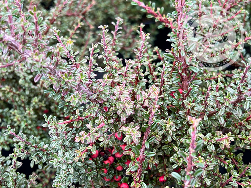 Thyme Leaf Cotoneaster plant from Rocky Knoll Farm