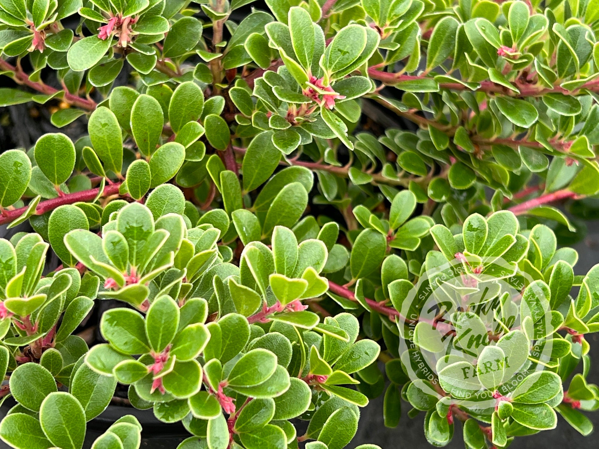 Kinnikinnick Massachusetts Rocky Knoll Farm