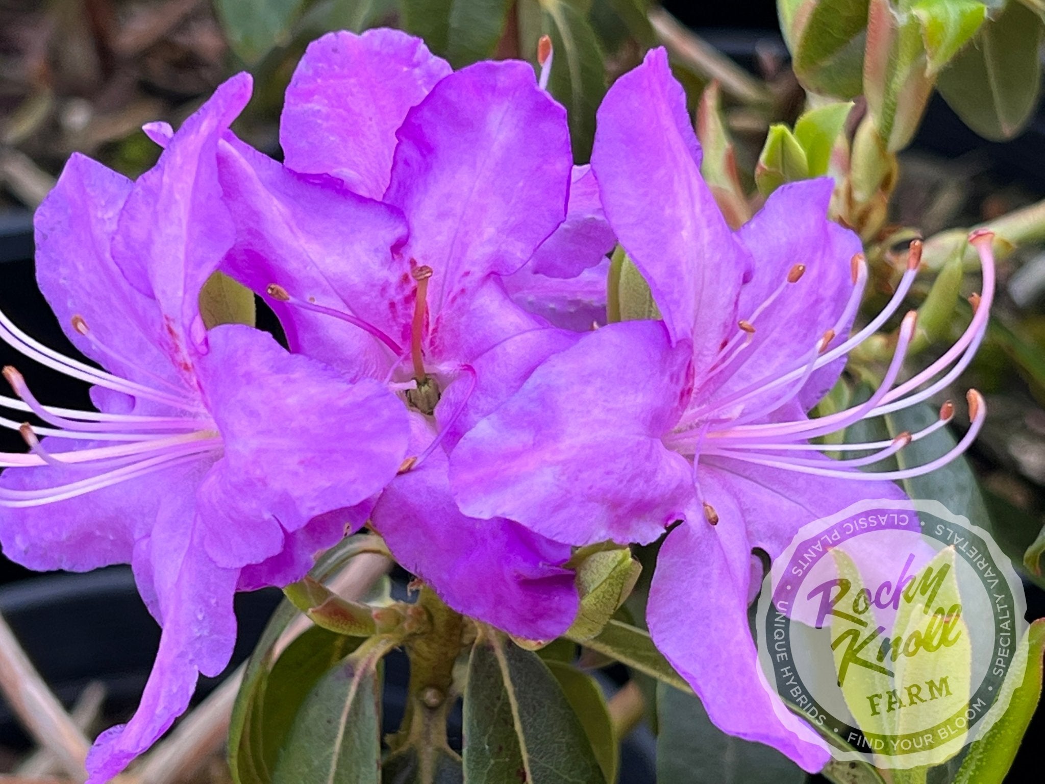R. augustinii