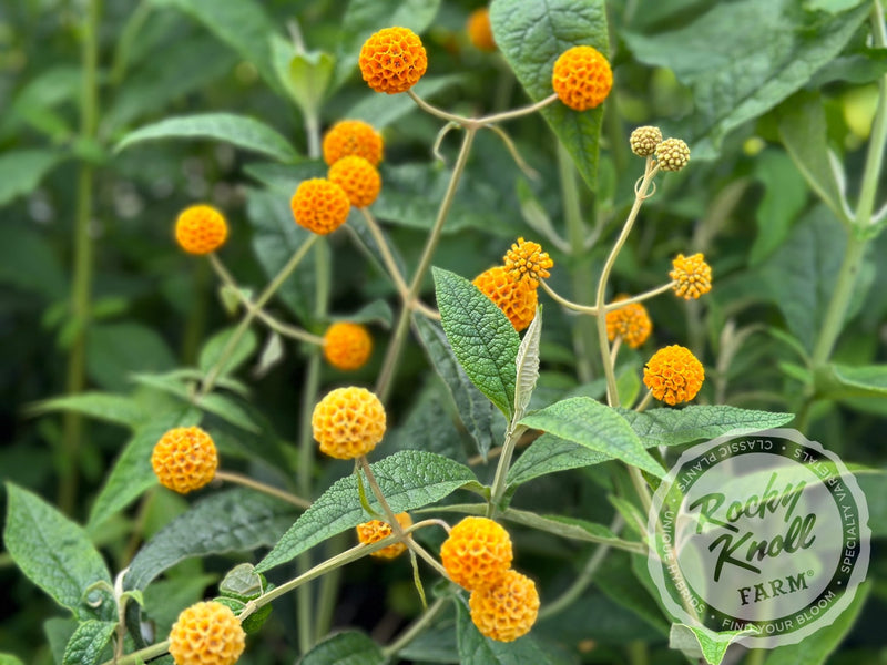 Orange Ball Butterfly Bush - Buddleia globosa plant from Rocky Knoll Farm