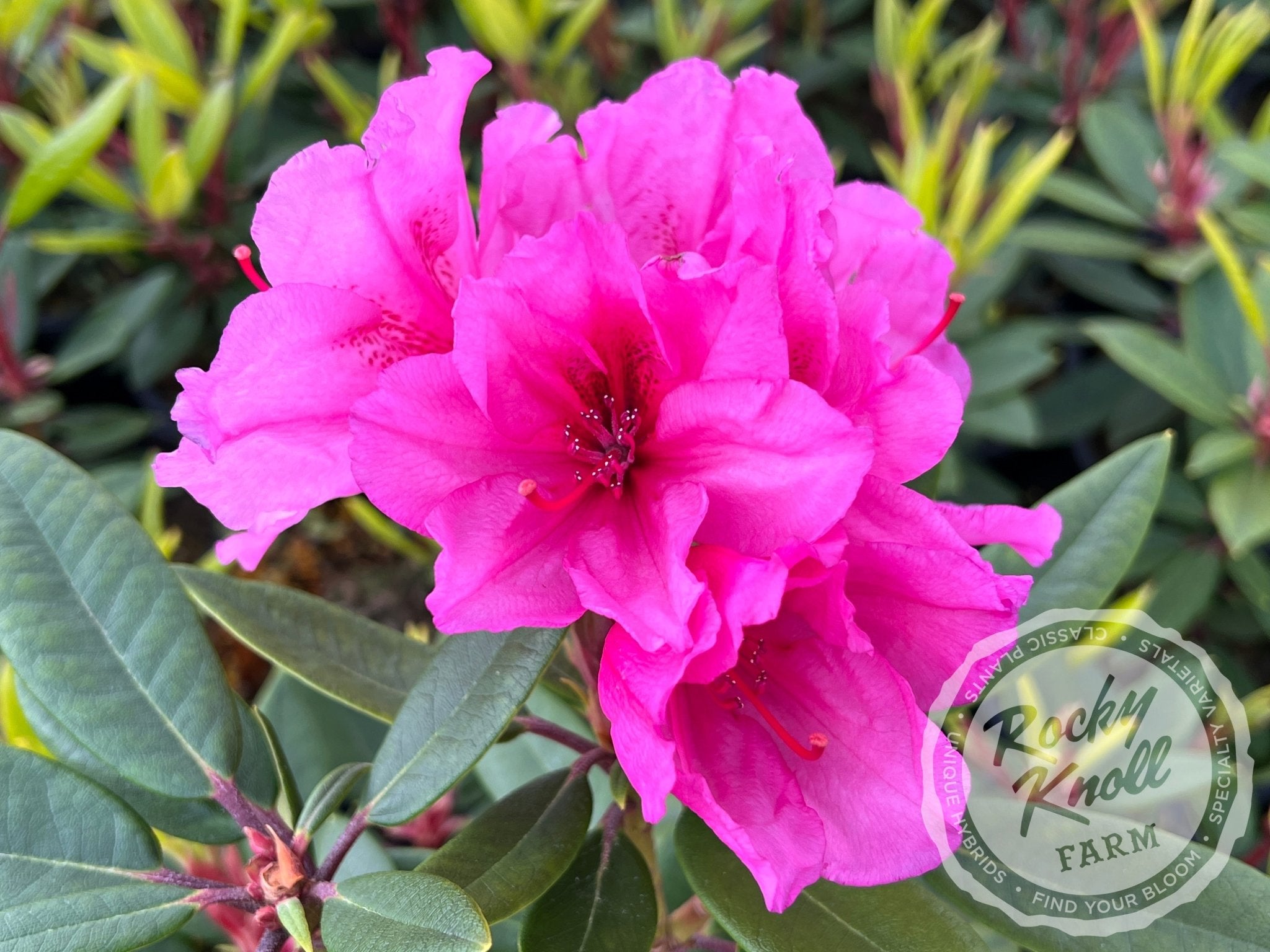 Creole Belle - Rocky Knoll Farm