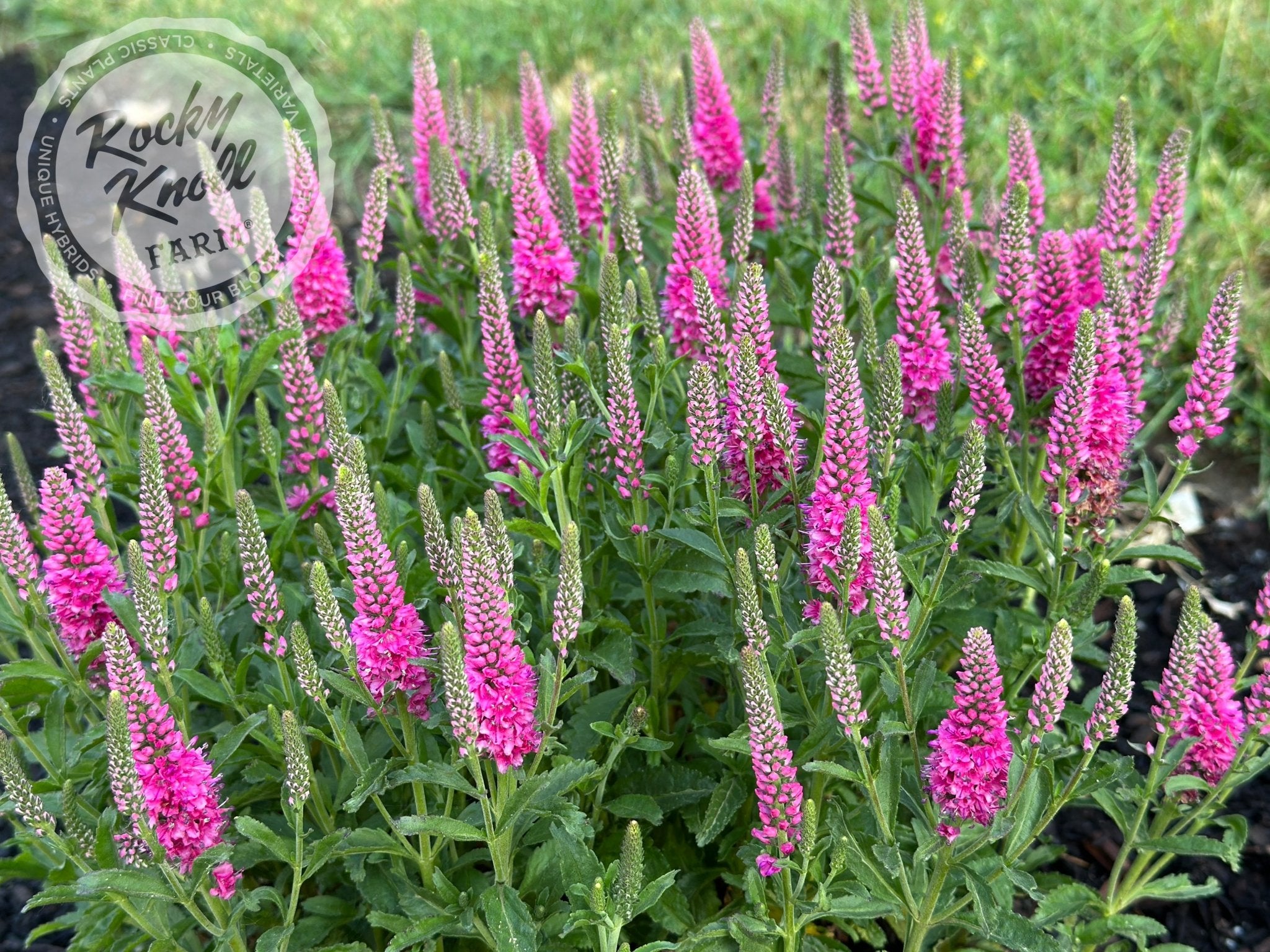 Veronica spicata 'Bubblegum Candles' - Rocky Knoll Farm