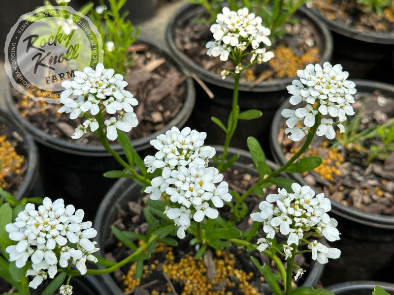 Iberis sempervirens ‘Purity’ plant from Rocky Knoll Farm