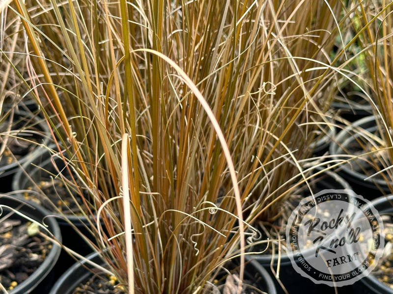 Carex buchananii - Red Rooster plant from Rocky Knoll Farm