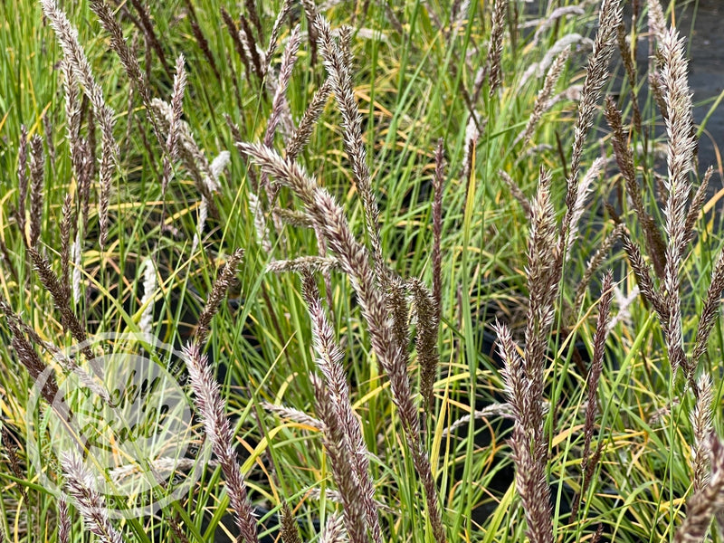 Silky-Spike Melic grass - Melica ciliata plant from Rocky Knoll Farm