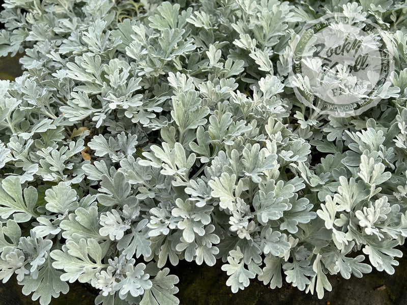 Artemisia Silver Brocade plant from Rocky Knoll Farm