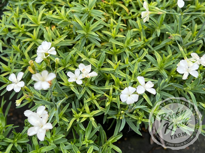 Dianthus deltoides 'Confetti White' plant from Rocky Knoll Farm