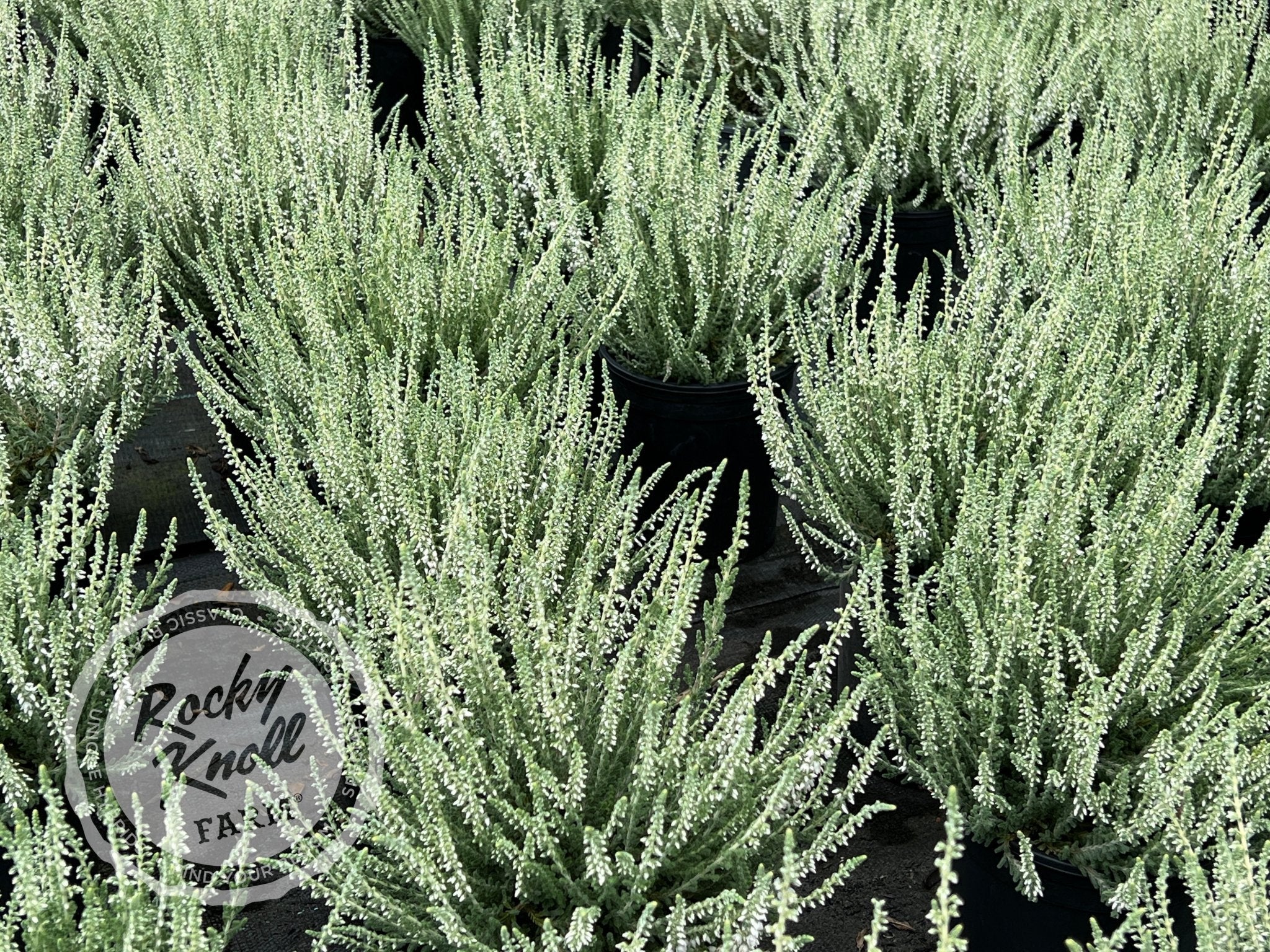 calluna plant Calluna vulgaris 'Silver Knight' Heather