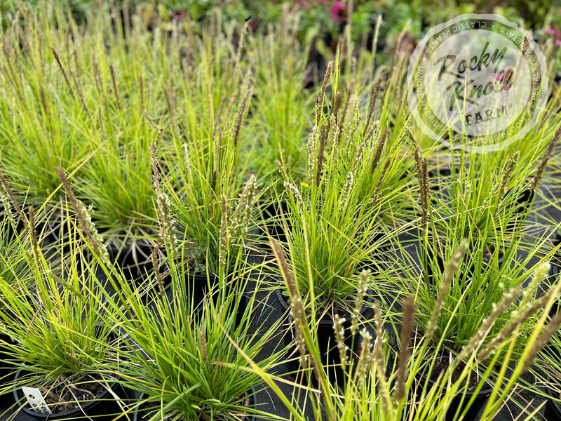Sesleria autumnalis (Autumn Moor Grass) plant from Rocky Knoll Farm