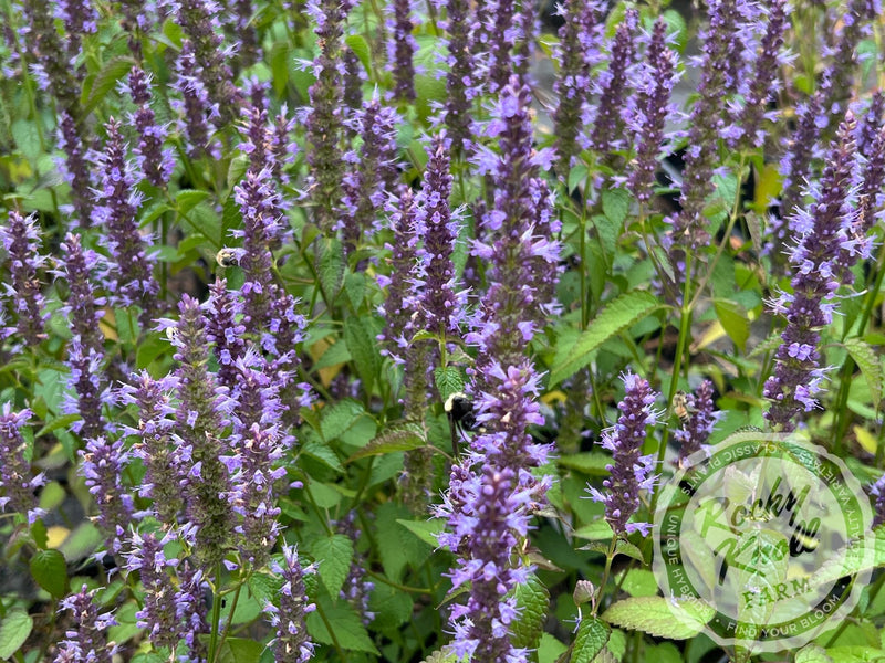 Agastache rugosa 'Little Adder' Anise Hyssop plant from Rocky Knoll Farm