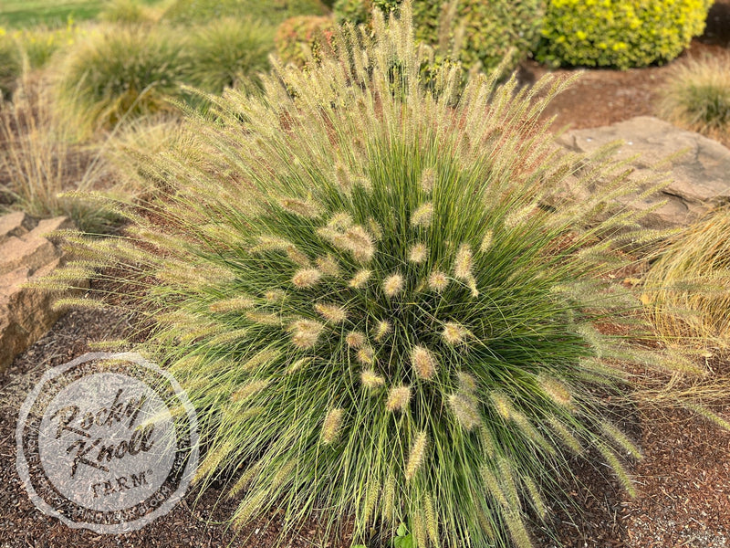 Hameln Dwarf Fountain Grass - Pennisetum alopecuroides plant from Rocky Knoll Farm