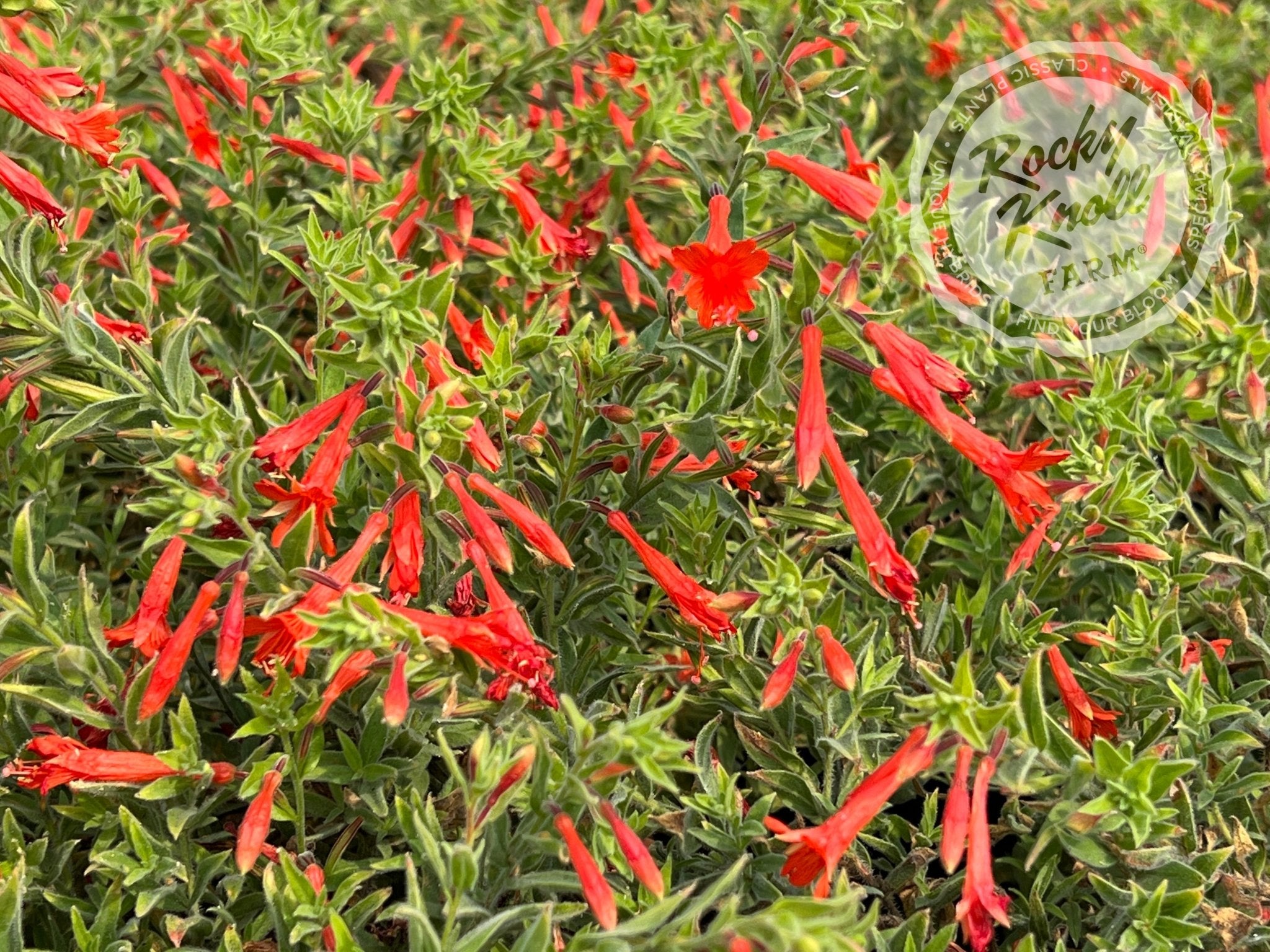 Zauschneria 'Orange Carpet' California Fuchsia Rocky Knoll Farm
