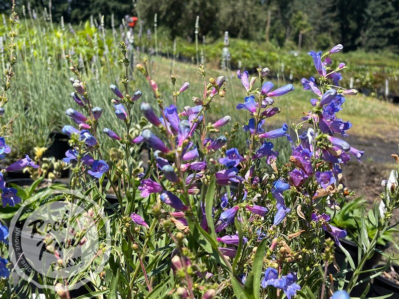 Penstemon Electric Blue plant from Rocky Knoll Farm