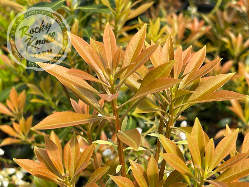 Pieris japonica 'Grayswood' (Japanese Andromeda) plant from Rocky Knoll Farm