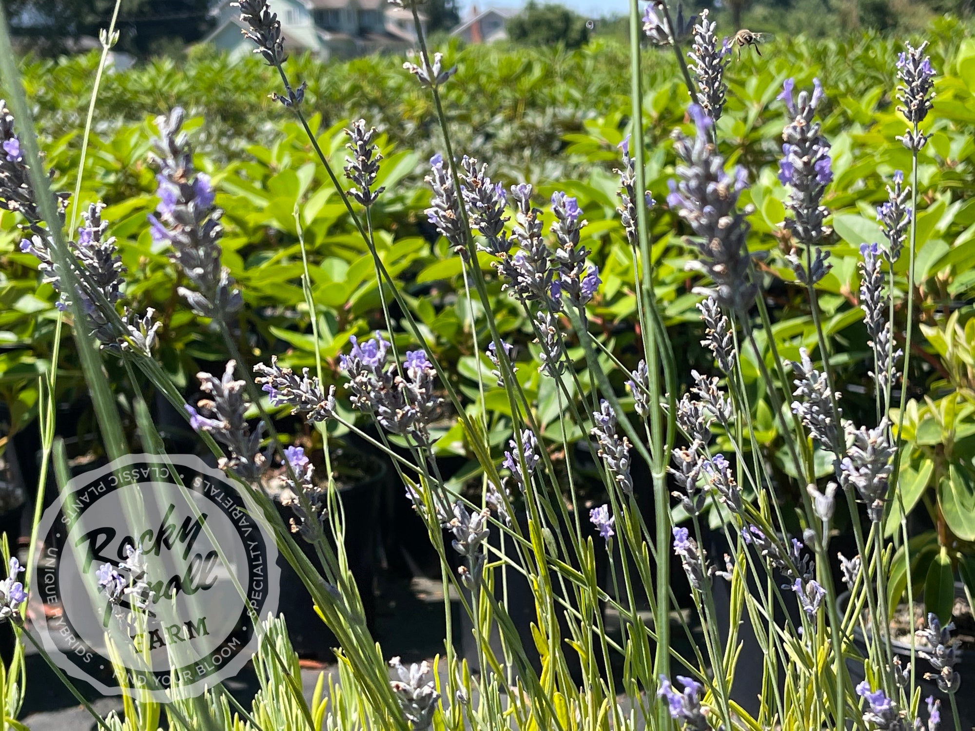 french lavender plants Provence Lavender