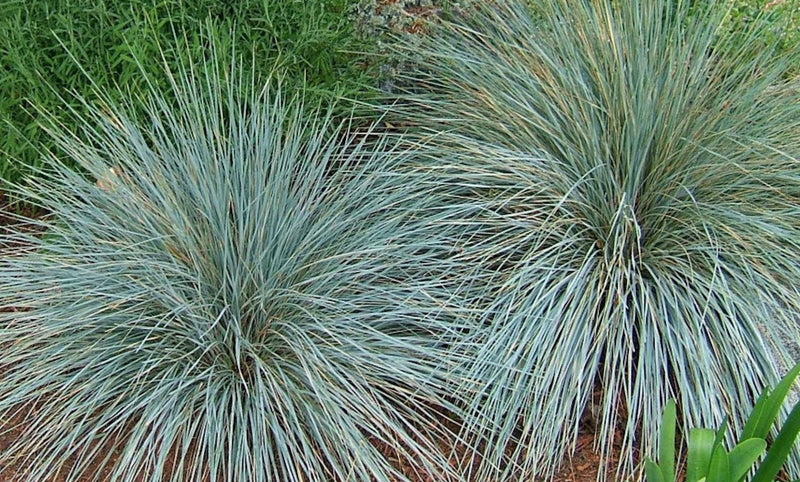 Sapphire Blue Oat Grass - Helictotrichon sempervirens plant from Rocky Knoll Farm