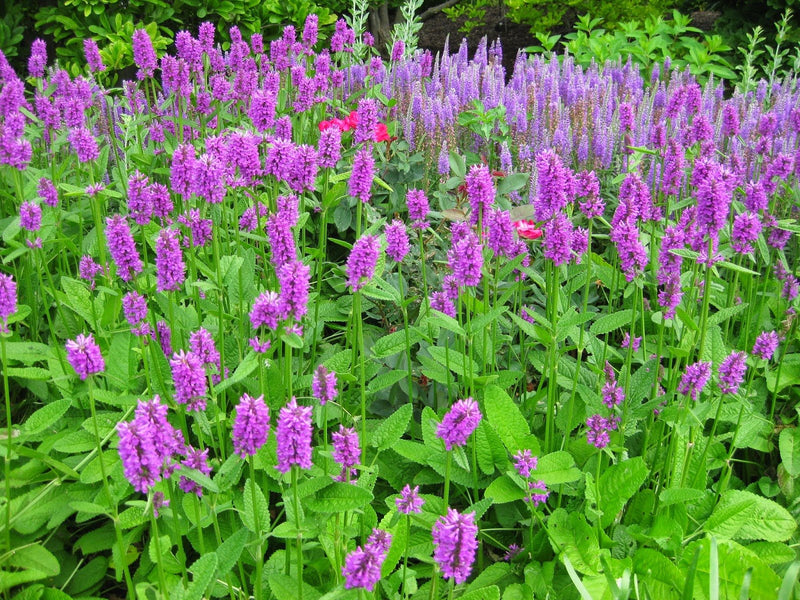Stachys officinalis Hummelo plant from Rocky Knoll Farm