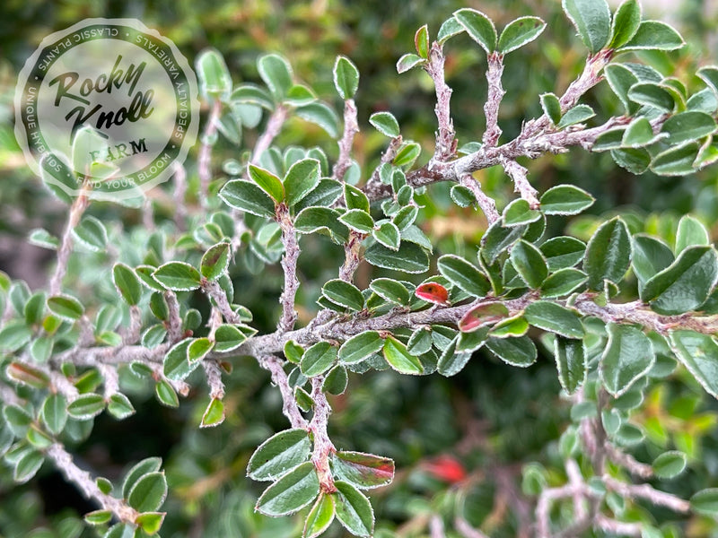 Tom Thumb Cranberry Cotoneaster plant from Rocky Knoll Farm