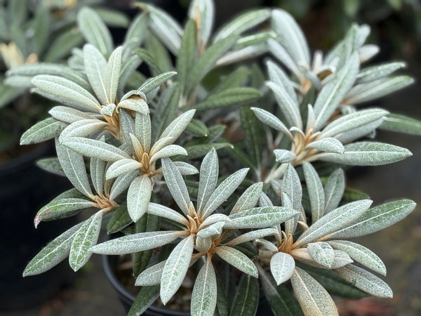 What to Look for in a Healthy Plant: The Artisan Nursery Advantage