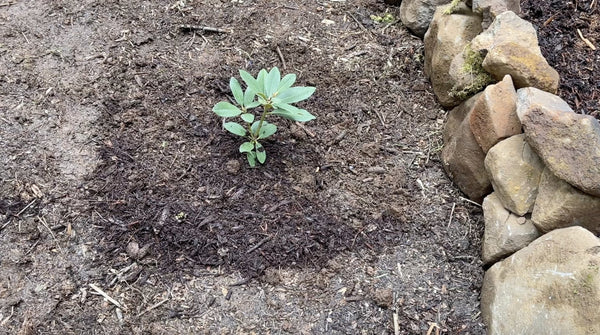 How to Plant Tutorial - Rocky Knoll Farm