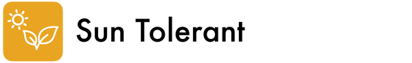 Sun Tolerant
