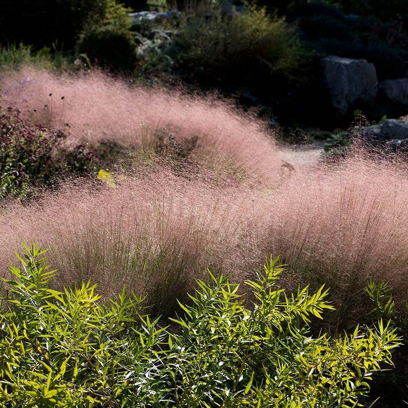 Ruby Muhly Grass Undaunted® - Muhlenbergia reverchonii - Rocky Knoll Farm