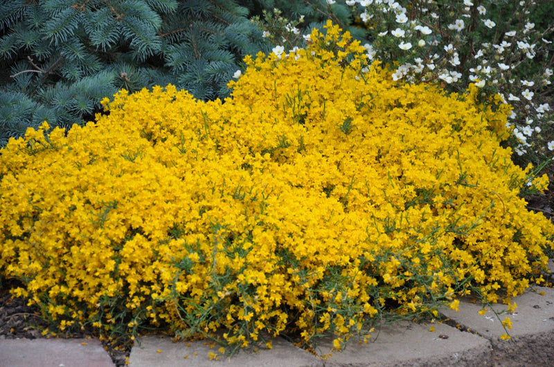 Genista lydia plant from Rocky Knoll Farm